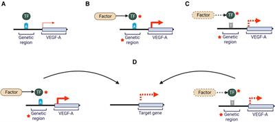VEGF-A related SNPs: a cardiovascular context